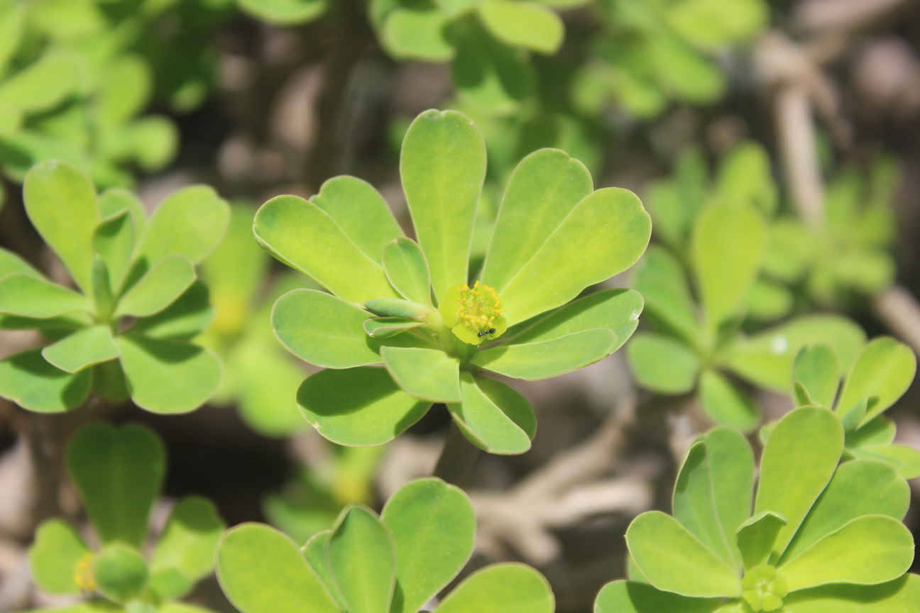 Plant Image